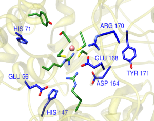 nitrile hydratase active site image